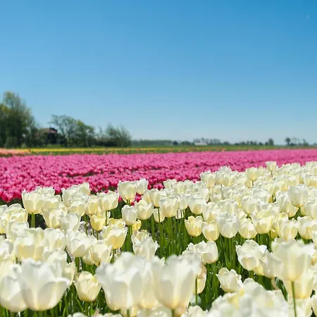 Beautiful In Near